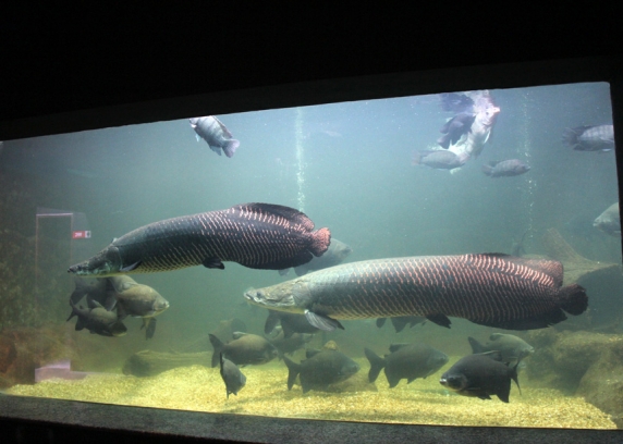 Aquário do Pirarucu, o maior peixe de água doce do Brasil, que vive na Amazonas